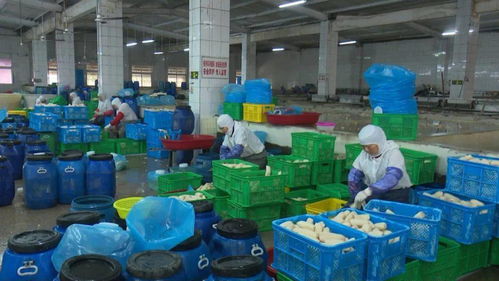 寶應(yīng)縣強(qiáng)化藕制品企業(yè)執(zhí)法檢查，依法整治藕渣亂倒問題